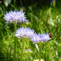 Jasione laevis fleur